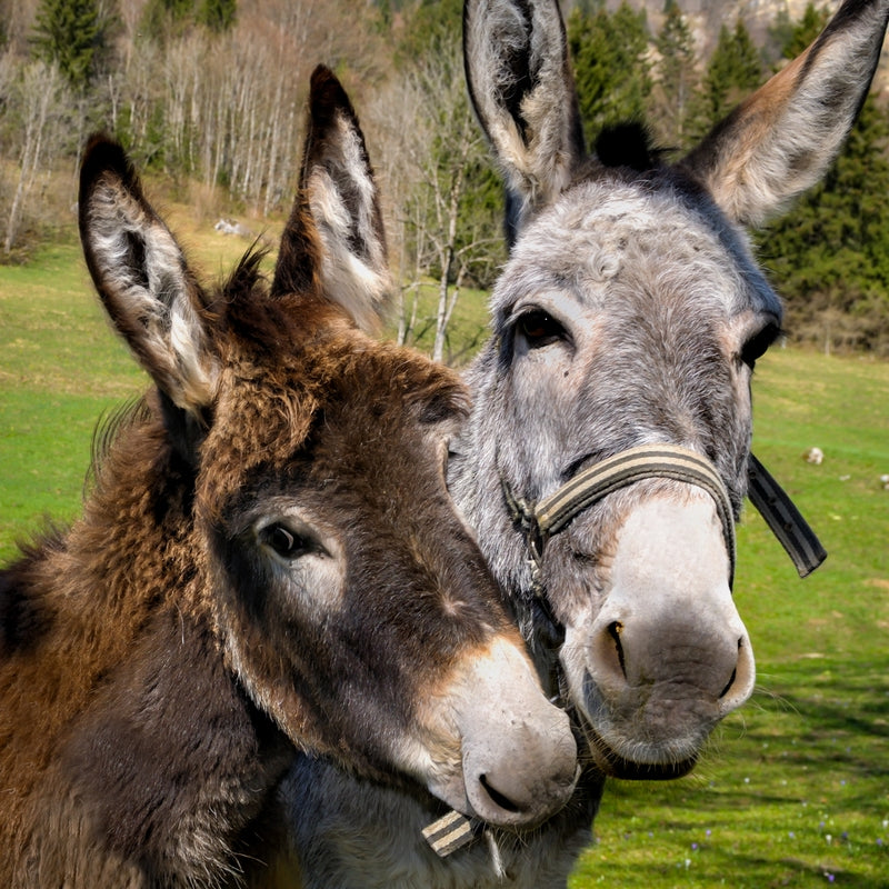 Donkey Picnic for Four at Dashing Donkeys  - Gift Experience