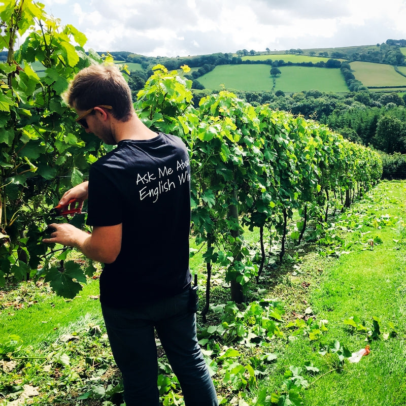 Deluxe English Vineyard Discovery - Gift Experience