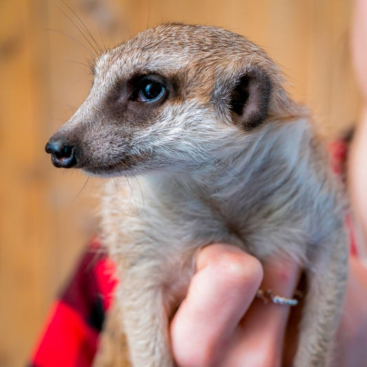 Meet the Meerkats - Gift Experience for Two