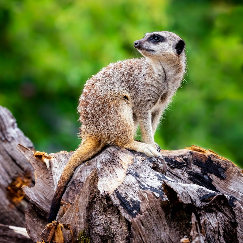 Meet the Meerkats - Gift Experience for Two